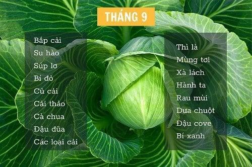 Trồng gì tốt nhất trong tháng 9?